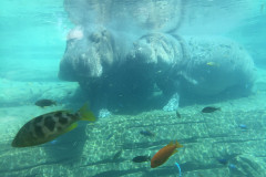 FORT WORTH ZOO 2019